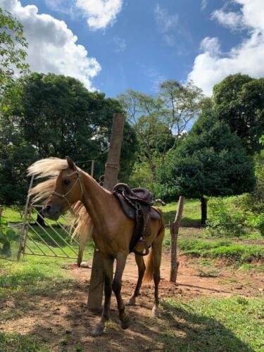 Cabalgata